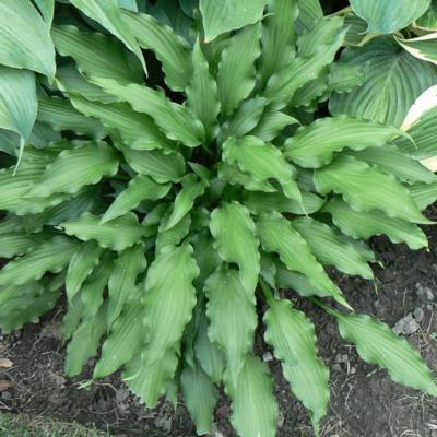 Hosta 'Atomic Elvis'